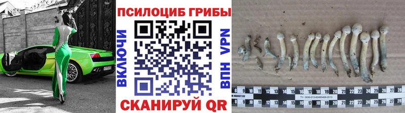 где найти   Бологое  Псилоцибиновые грибы Magic Shrooms 